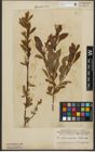 Foto von Salix purpurea L. x Salix silesiaca Willd.